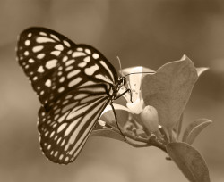 පැණිම සොයමි එයම බුදිමි