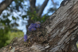 purple flowers