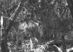 Deers of Kumana