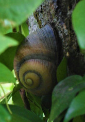 Slow and Swirly