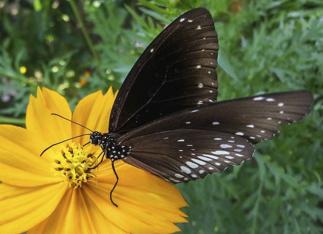Butterfly On Beauty