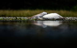 Reflections of Serenity