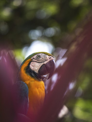 Colorful Life of The Bird Macaw