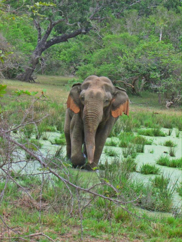 තේජස​