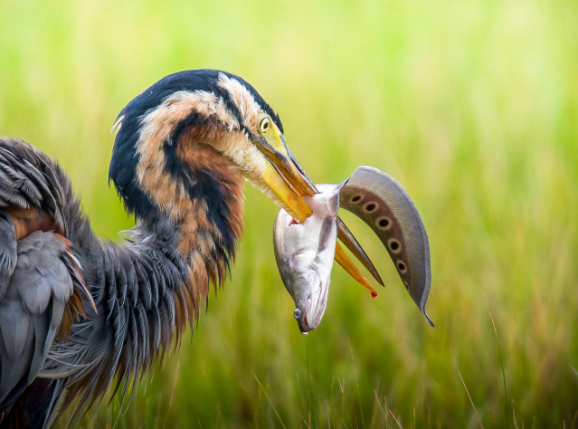 Bullseye
