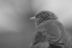 Lonely bird