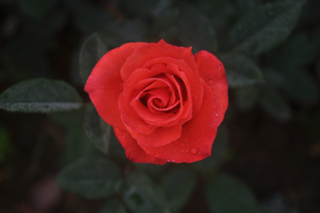 ReD.