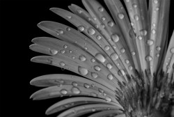 They Layers of Beauty Behind with Pearl Water Drops