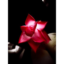 Lotus flower