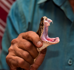 Viper