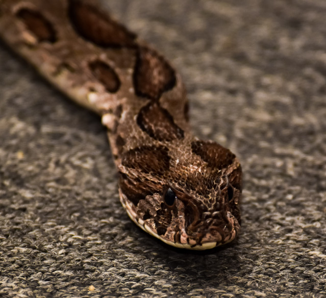 viper