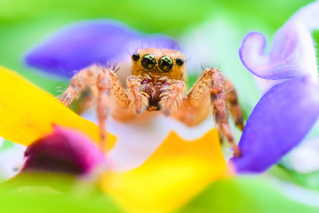 jumping spider