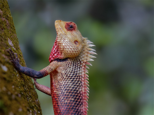Wildlife
