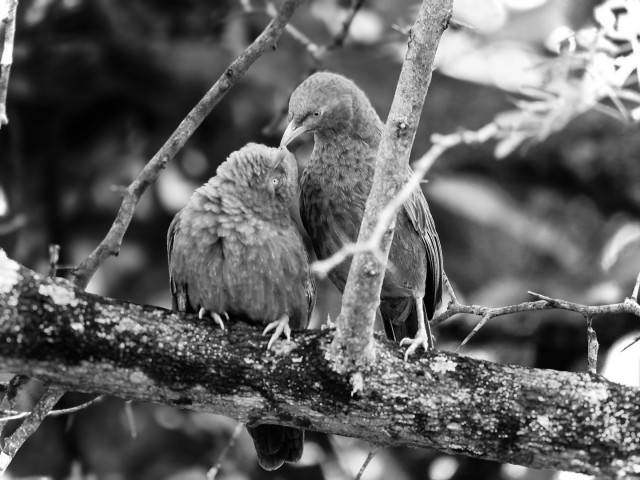 wildlife