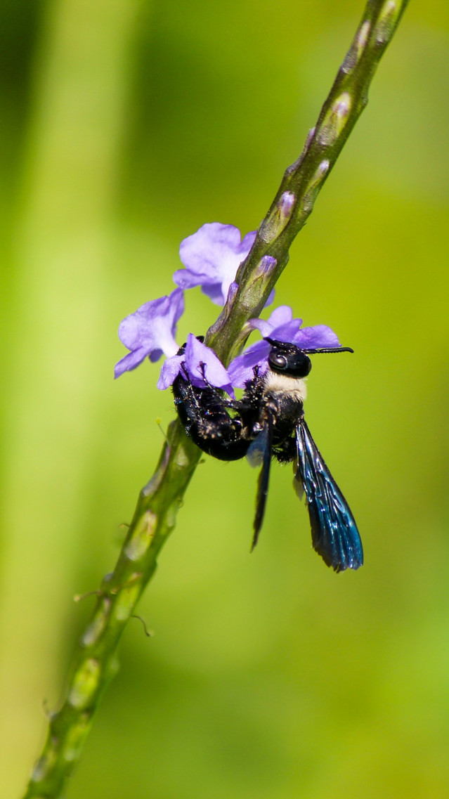 Nectar feeder