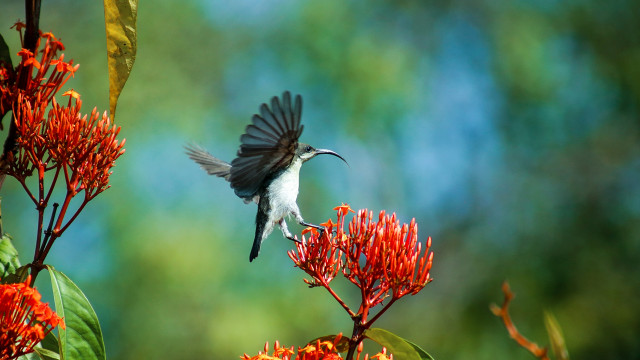 Hummingbirds in dusk