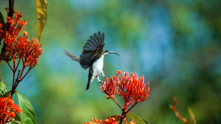 Hummingbirds in dusk