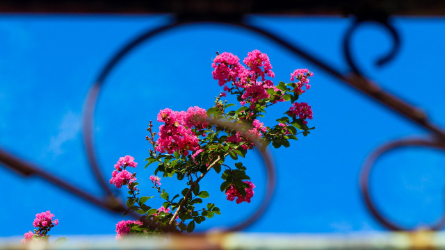 Beyond the fence