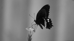 The Butterfly Tattoo