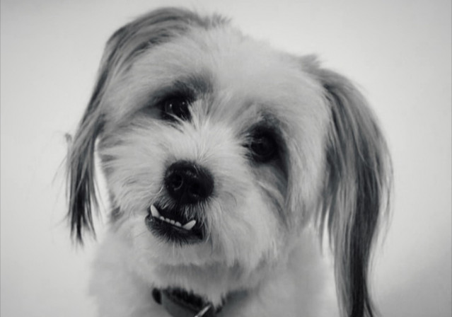 Puppy