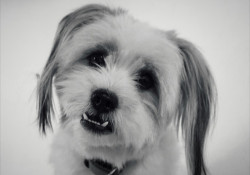 Puppy