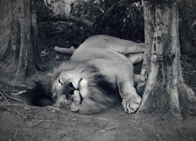 Lion
