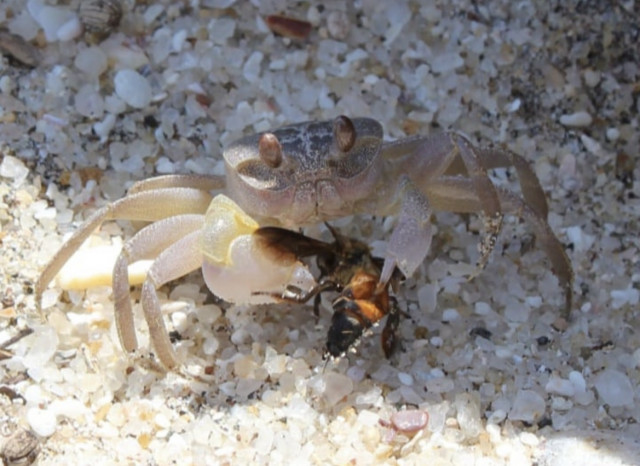 Crab