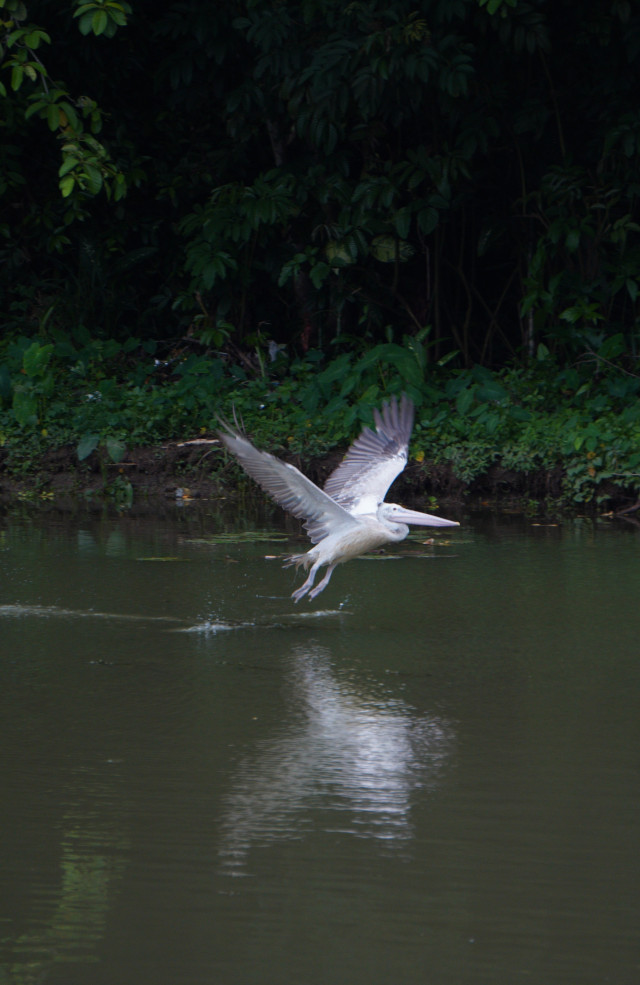 Tame Birds Sing Of Freedom. Wild Birds Fly