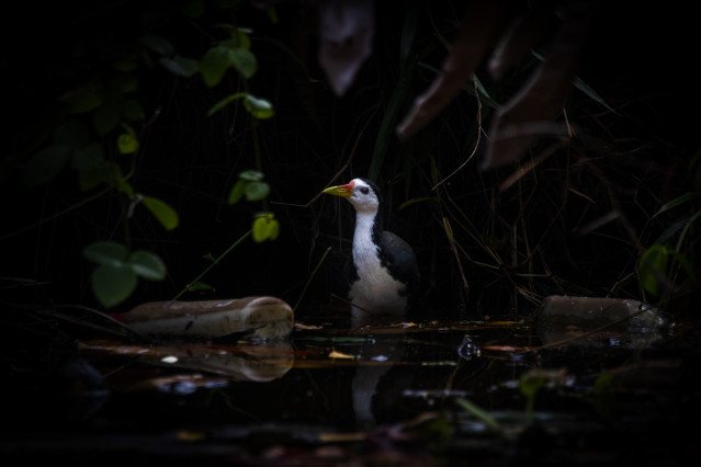 POLLUTED REFUGE