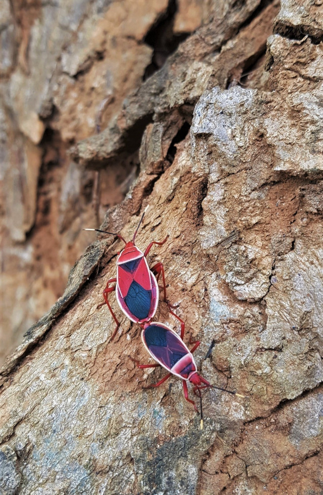 Colourful Bugs