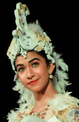 Beauty of a Swan