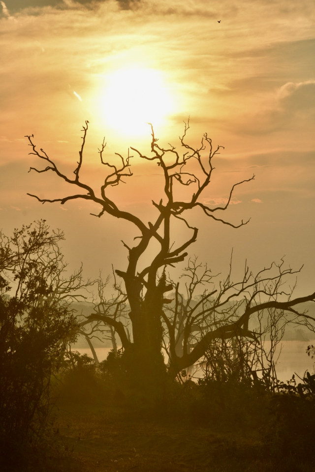 The tree in the  golden light