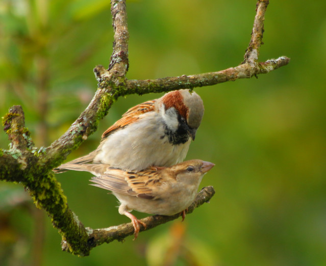Sparrows