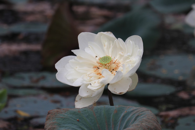 flower-coloured