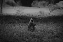 Mono-monkey