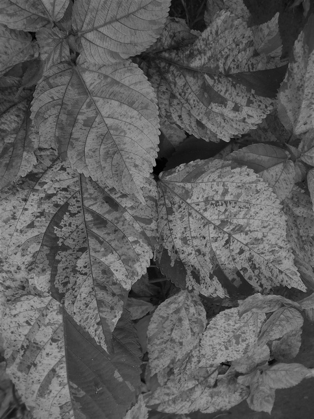 Summer Leaves