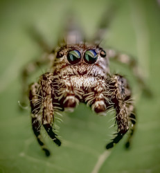 Cutest web designer