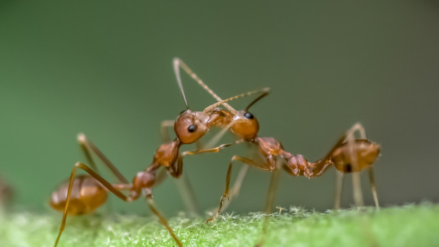 Mouth-to-mouth communication