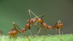 Mouth-to-mouth communication