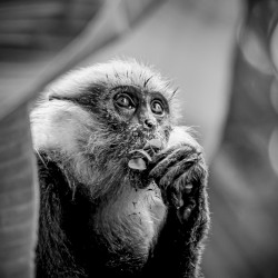 Monkey eats - monkey thinks