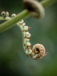 A twist of nature