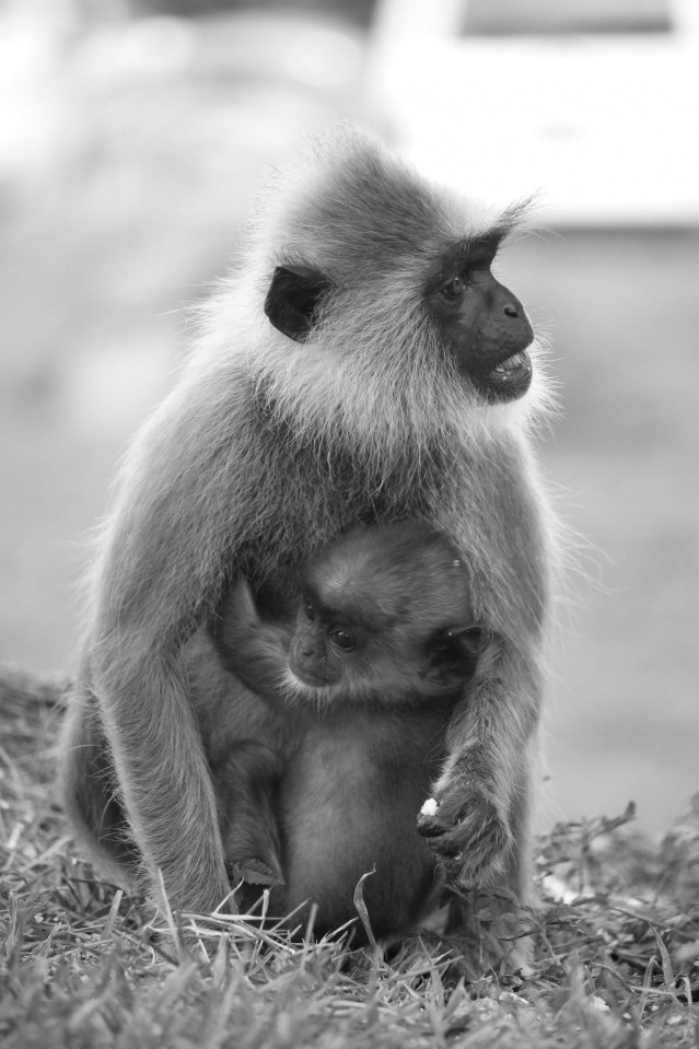 Mother Love