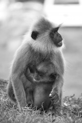 Mother Love