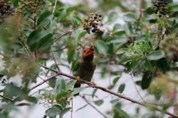 Nature Creations