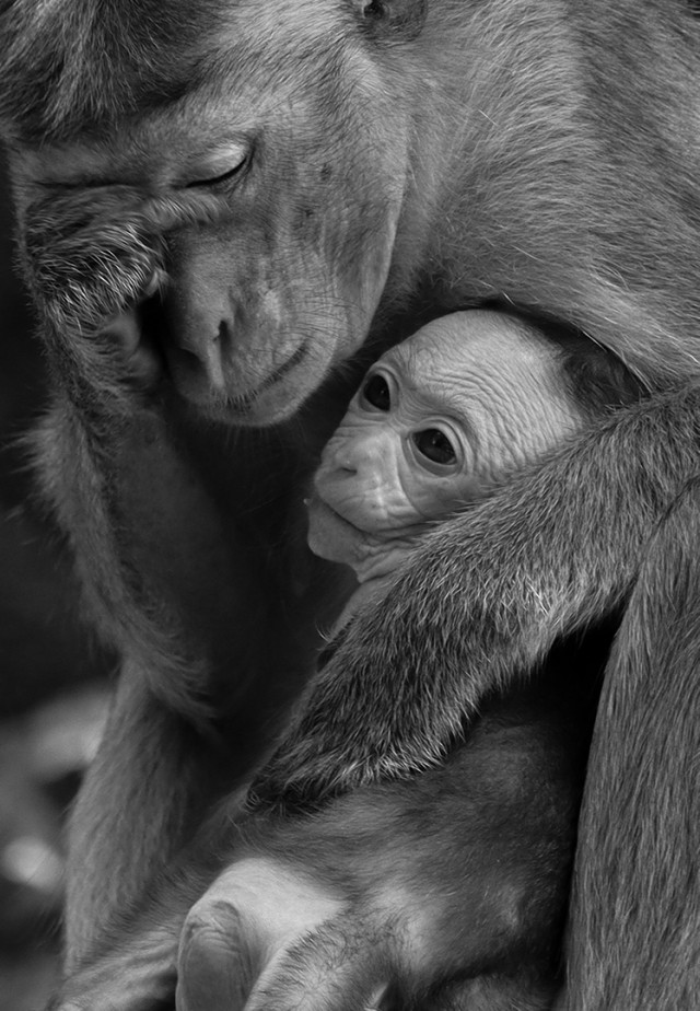 Monkeying around with Mom's love