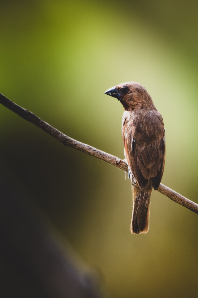 Bird Beauty