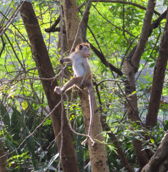 Observing the Monkey Mind