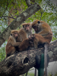 Family gathering