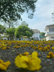 මල්.