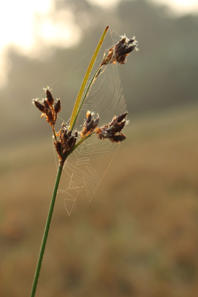 The Web